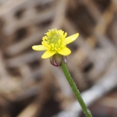 Ranunculus scapiger at Cotter River, ACT - 30 Nov 2022