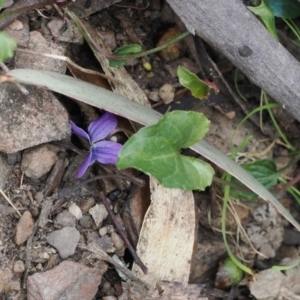 Viola betonicifolia subsp. betonicifolia at Cotter River, ACT - 30 Nov 2022