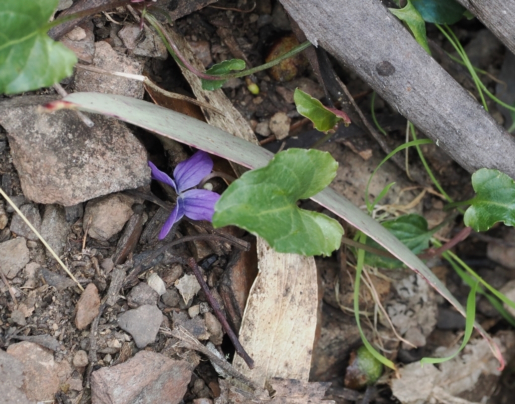 Viola betonicifolia subsp. betonicifolia at Cotter River, ACT - 30 Nov 2022