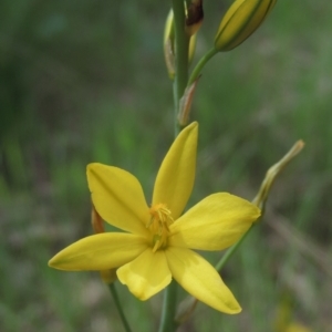 Bulbine bulbosa at Bruce, ACT - 30 Oct 2022