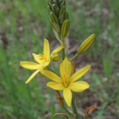 Bulbine bulbosa (Golden Lily) at Bruce, ACT - 30 Oct 2022 by michaelb