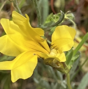 Goodenia pinnatifida at Red Hill, ACT - 6 Dec 2022 01:20 PM