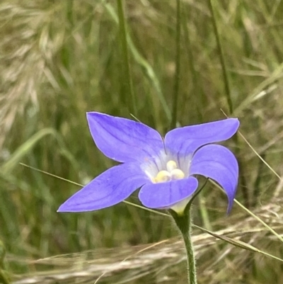 Wahlenbergia stricta subsp. stricta (Tall Bluebell) at Red Hill, ACT - 6 Dec 2022 by KL