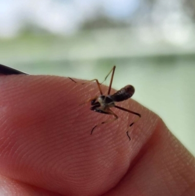 Unverified Insect by psychofairy