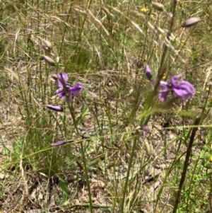 Arthropodium fimbriatum at Red Hill, ACT - 6 Dec 2022