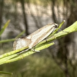 Philobota ellenella at Ainslie, ACT - 6 Dec 2022 02:43 PM