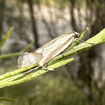 Philobota ellenella (a Concealer Moth) at Mount Ainslie - 6 Dec 2022 by Pirom