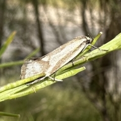 Philobota ellenella (a Concealer Moth) at Mount Ainslie - 6 Dec 2022 by Pirom