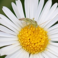 Miridae (family) (Unidentified plant bug) at Wodonga - 6 Dec 2022 by KylieWaldon