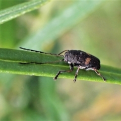 Cadmus sp. (genus) (Unidentified Cadmus leaf beetle) at Aranda Bushland - 30 Nov 2022 by CathB