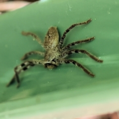 Unidentified Orb-weaving spider (several families) at Wodonga, VIC - 6 Dec 2022 by KylieWaldon