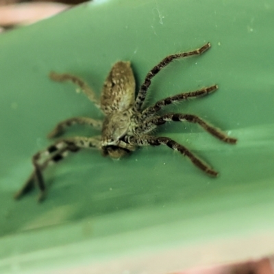 Isopedella victorialis (A huntsman spider) at Wodonga, VIC - 6 Dec 2022 by KylieWaldon