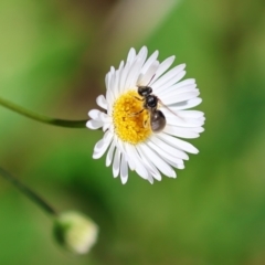 Unidentified Bee (Hymenoptera, Apiformes) at Wodonga, VIC - 5 Dec 2022 by KylieWaldon