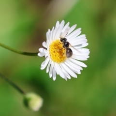 Lasioglossum (Chilalictus) sp. (genus & subgenus) at Wodonga, VIC - 6 Dec 2022 by KylieWaldon