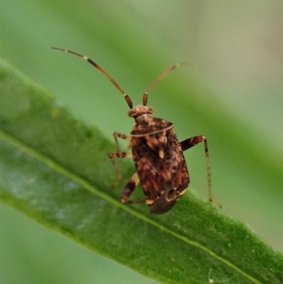 Sidnia kinbergi (Australian crop mirid) at Cook, ACT - 1 Dec 2022 by CathB