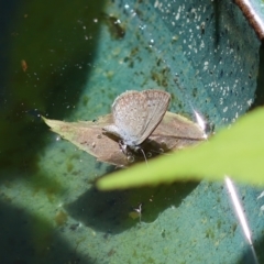 Zizina otis (Common Grass-Blue) at Wodonga, VIC - 6 Dec 2022 by KylieWaldon