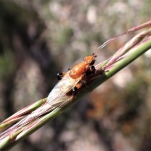 Tapeigaster argyrospila at Aranda, ACT - 21 Nov 2022