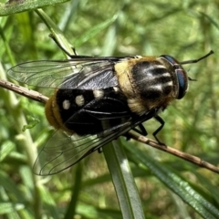 Scaptia (Scaptia) auriflua (A flower-feeding march fly) at Mount Ainslie - 6 Dec 2022 by Pirom