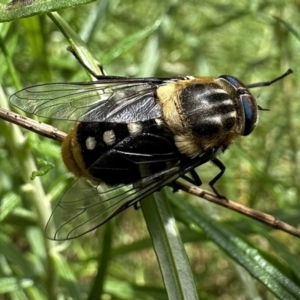 Scaptia (Scaptia) auriflua at Campbell, ACT - 6 Dec 2022