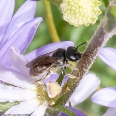 Unverified Bee (Hymenoptera, Apiformes) at Acton, ACT - 6 Dec 2022 by Roger