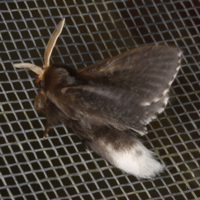 Symphyta nyctopis (A Bombycoid Moth (Lasiocampinae)) at O'Connor, ACT - 5 Dec 2022 by ibaird