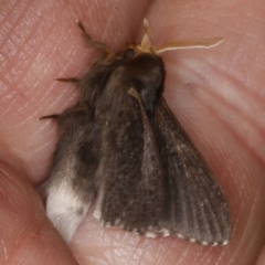 Symphyta nyctopis at O'Connor, ACT - 5 Dec 2022