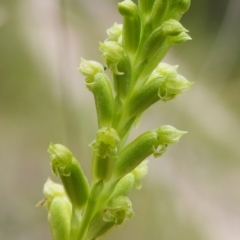 Microtis unifolia (Common Onion Orchid) at Paddys River, ACT - 6 Dec 2022 by JohnBundock