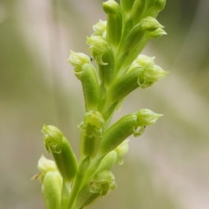 Microtis unifolia at Paddys River, ACT - 6 Dec 2022