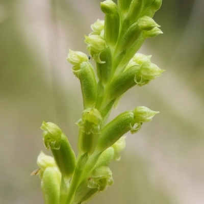 Microtis unifolia (Common Onion Orchid) at Tidbinbilla Nature Reserve - 6 Dec 2022 by JohnBundock