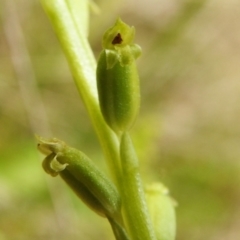 Microtis unifolia at Paddys River, ACT - suppressed