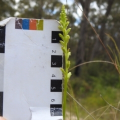 Microtis unifolia at Paddys River, ACT - suppressed