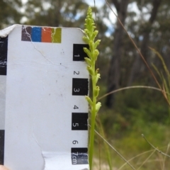 Microtis unifolia at Paddys River, ACT - 6 Dec 2022
