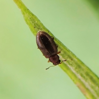 Corticariinae (subfamily) (Mould beetle, minute brown scavenger beetle) at Aranda Bushland - 30 Nov 2022 by CathB