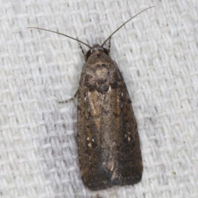 Athetis tenuis (Plain Tenuis Moth) at O'Connor, ACT - 5 Dec 2022 by ibaird