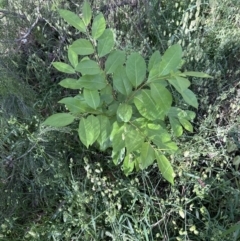 Prunus serotina at Cook, ACT - 6 Dec 2022