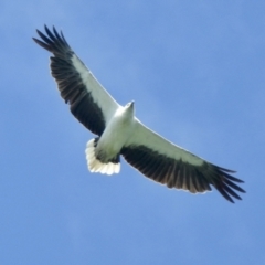Haliaeetus leucogaster (White-bellied Sea-Eagle) at North Narooma, NSW - 5 Dec 2022 by GlossyGal