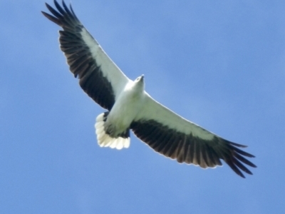 Haliaeetus leucogaster (White-bellied Sea-Eagle) at North Narooma, NSW - 6 Dec 2022 by GlossyGal