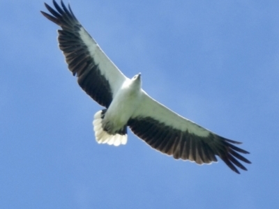 Haliaeetus leucogaster (White-bellied Sea-Eagle) at North Narooma, NSW - 5 Dec 2022 by GlossyGal