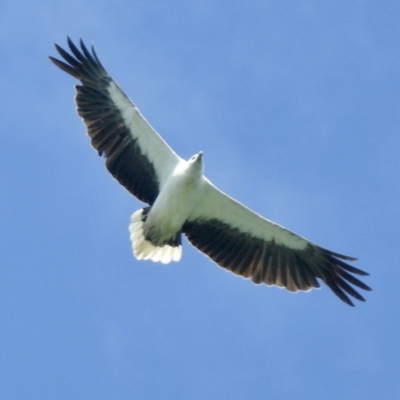 Haliaeetus leucogaster (White-bellied Sea-Eagle) at North Narooma, NSW - 6 Dec 2022 by GlossyGal