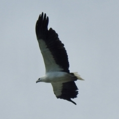 Haliaeetus leucogaster at North Narooma, NSW - 6 Dec 2022 10:00 AM