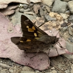 Trapezites phigalioides (Montane Ochre) at Ainslie, ACT - 6 Dec 2022 by Pirom