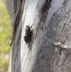 Atrapsalta furcilla at Throsby, ACT - 6 Dec 2022