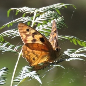 Heteronympha penelope at Paddys River, ACT - 22 Feb 2021