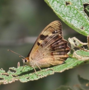 Heteronympha banksii at Paddys River, ACT - 22 Feb 2021