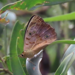 Heteronympha paradelpha at Paddys River, ACT - 9 Feb 2022