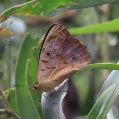 Heteronympha paradelpha (Spotted Brown) at Paddys River, ACT - 9 Feb 2022 by owenh