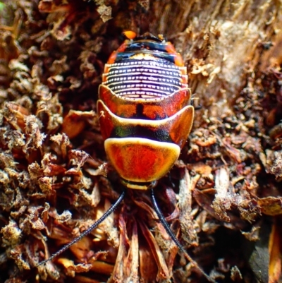 Ellipsidion sp. (genus) (A diurnal cockroach) at Noosa National Park - 4 Dec 2022 by Fuschia
