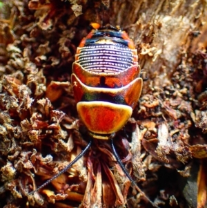 Ellipsidion sp. (genus) (A diurnal cockroach) at Marcus Beach, QLD by Fuschia