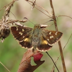 Dispar compacta (Barred Skipper) at Tidbinbilla Nature Reserve - 15 Feb 2022 by owenh