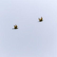 Merops ornatus (Rainbow Bee-eater) at Stromlo, ACT - 5 Dec 2022 by trevsci